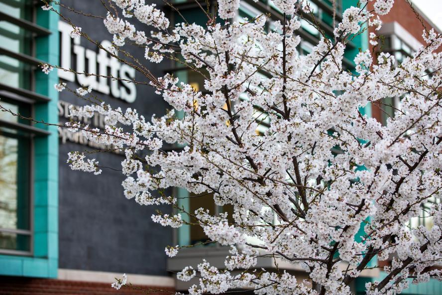 Zoomed in view of cherry blossoms along the Tisch Fitness Center