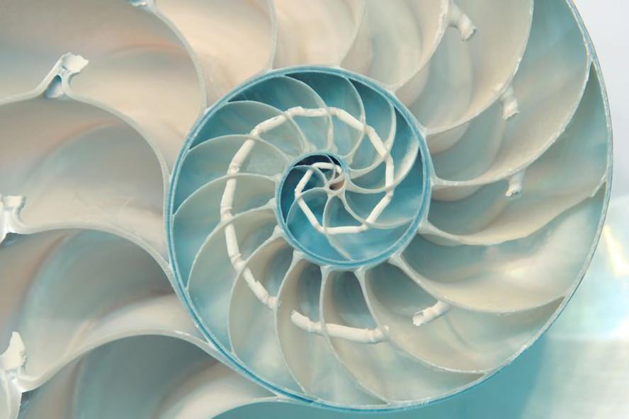 Blue and white spiral shell pattern