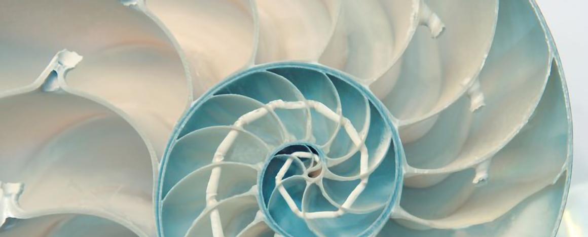 Blue and white spiral shell pattern