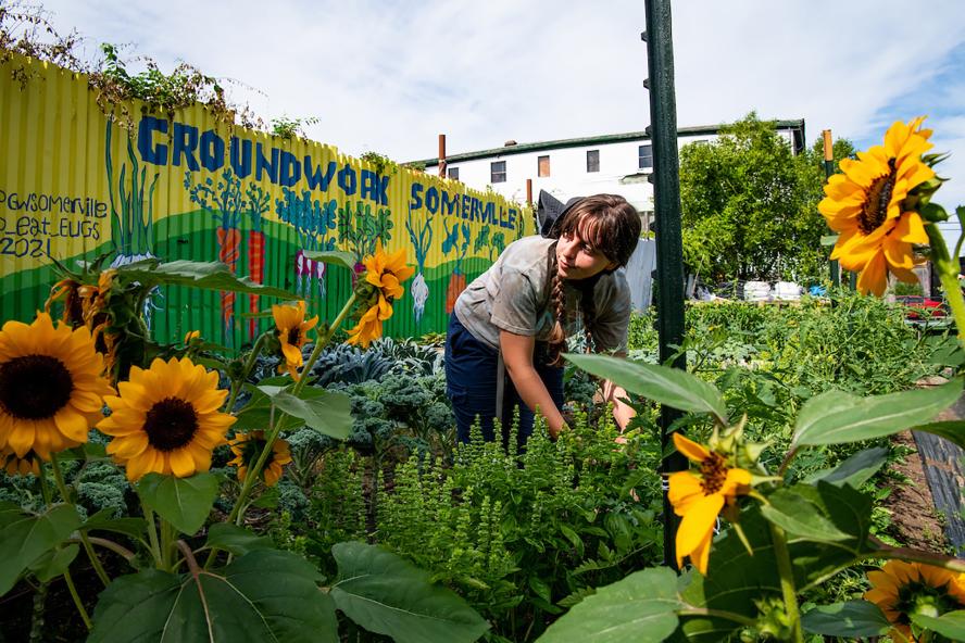 Summer Fellows Somerville 22