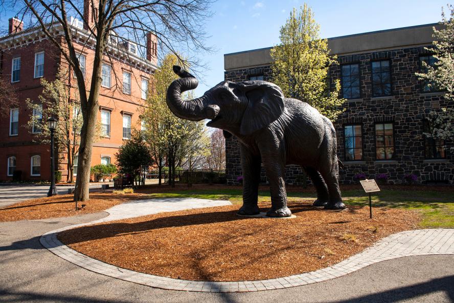 A frontal-side view of Jumbo elephant statue at Tuft's University