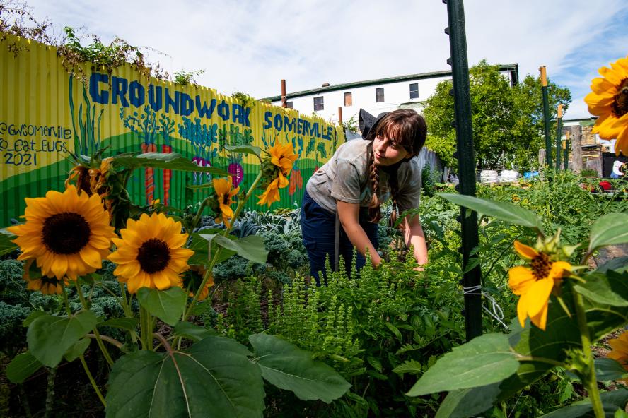 A student touching greenery surrounded by sunflowers and painted fence that reads "Groundwork Somerville"