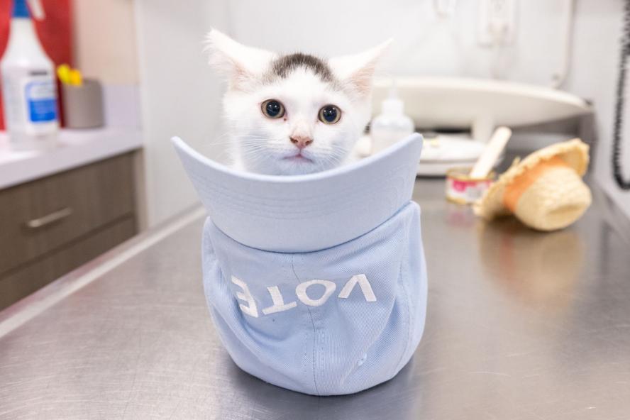 Cat sitting in a hat with the name 'vote' on it