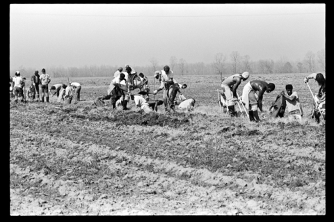 black and white photo of people working in a field
