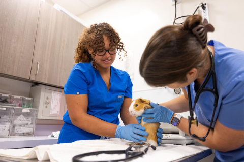 Two people in blue scrubs hold a guinea pig on an examination table. 